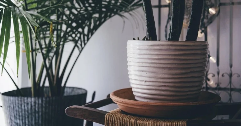 growing herbs indoors