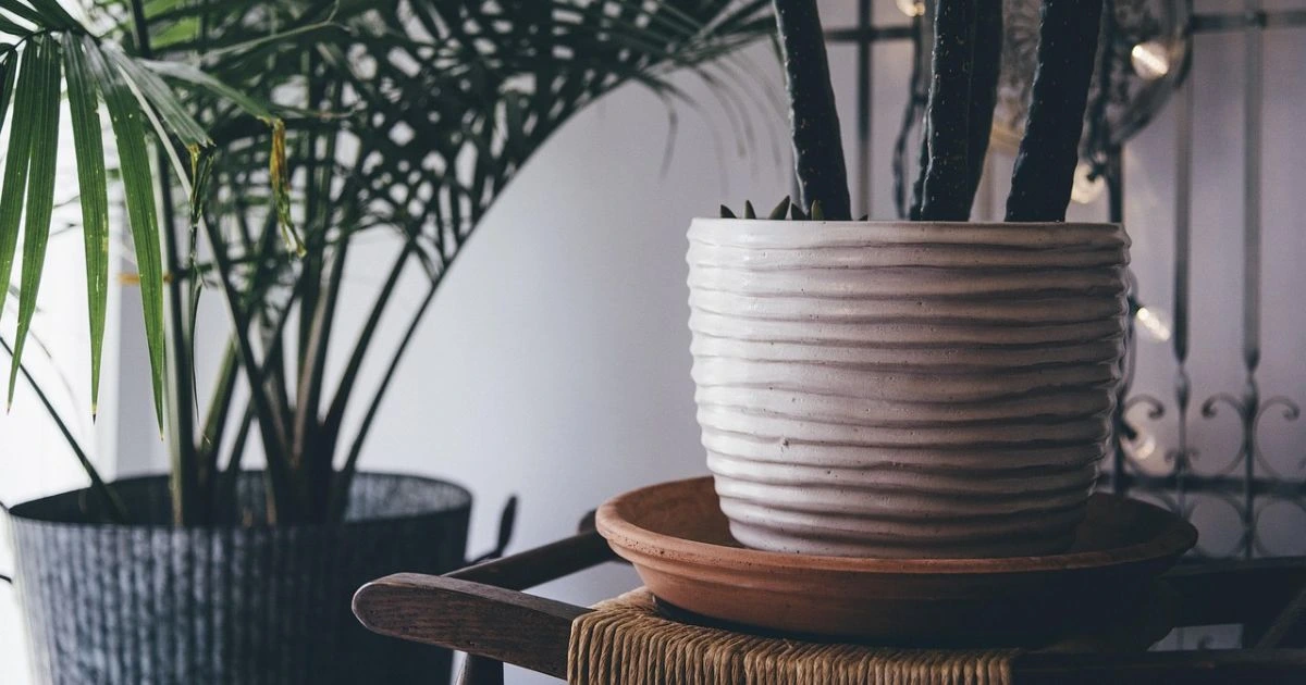 growing herbs indoors