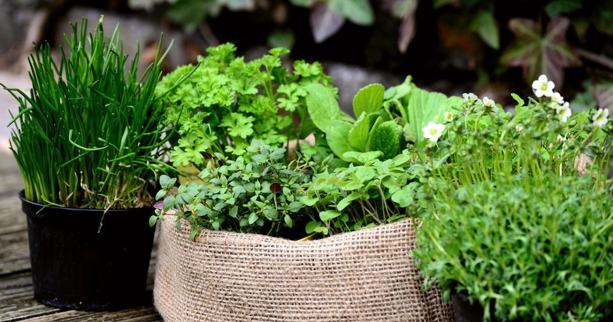 herbs to grow indoors